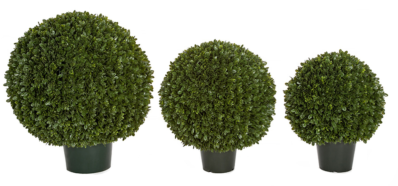 Japanese Boxwood Ball Topiary  32 Inch height x 27 Inch Ball